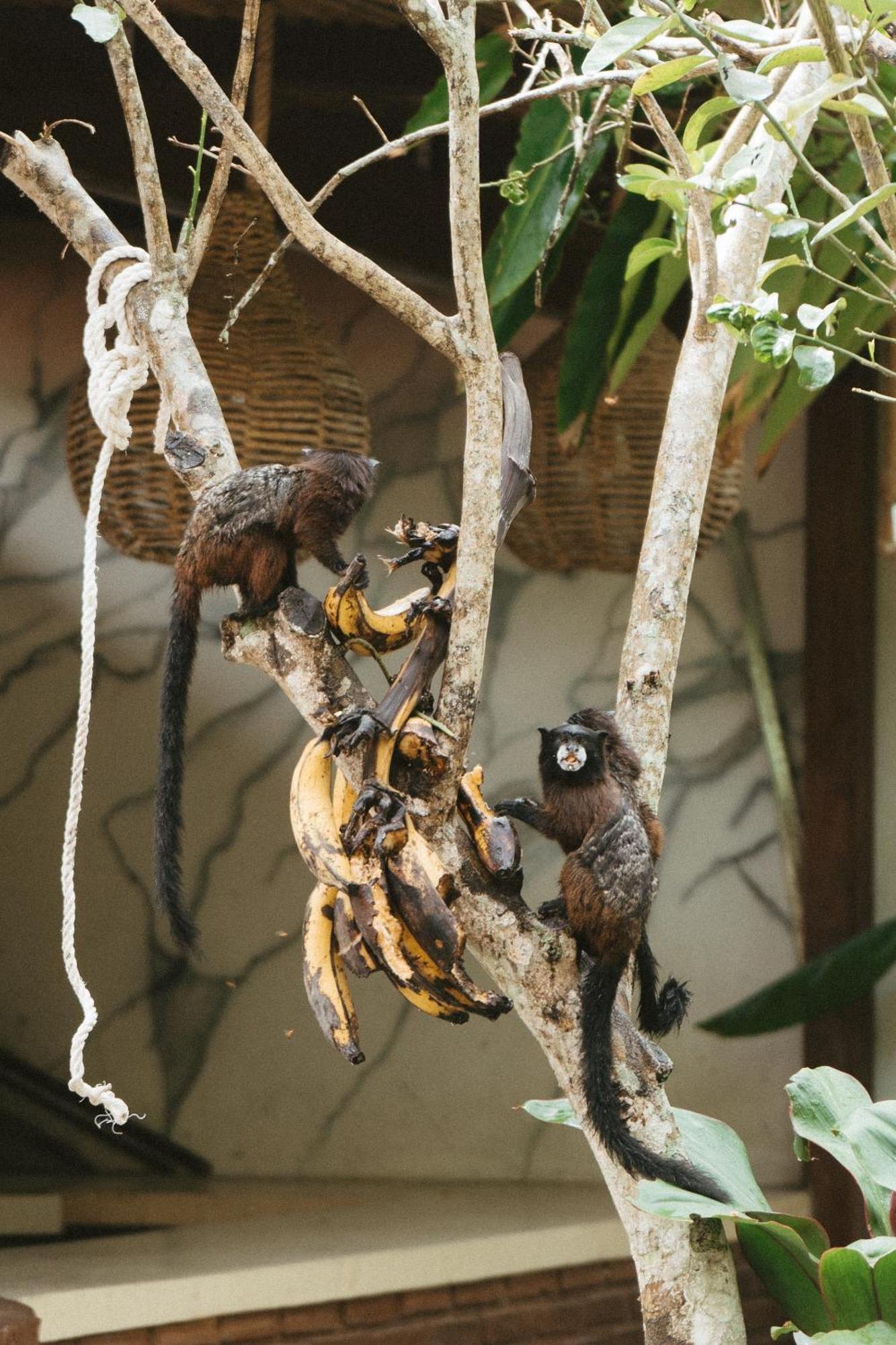 Villa Lu Amazon Ecolodge タラポト エクステリア 写真